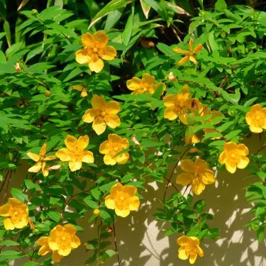 3 blomstrende bunddækkeplanter til haven